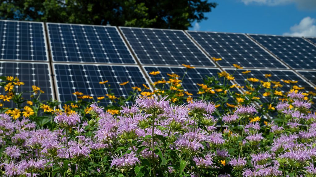 Wildflowers growing in front of solar panels