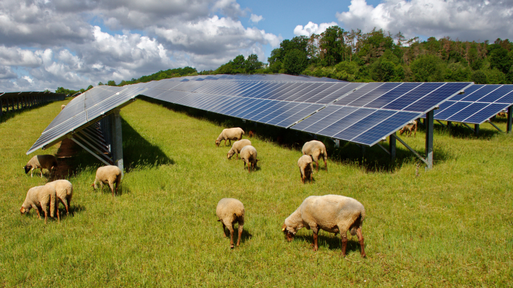 Sheep grazing around solar panels in field